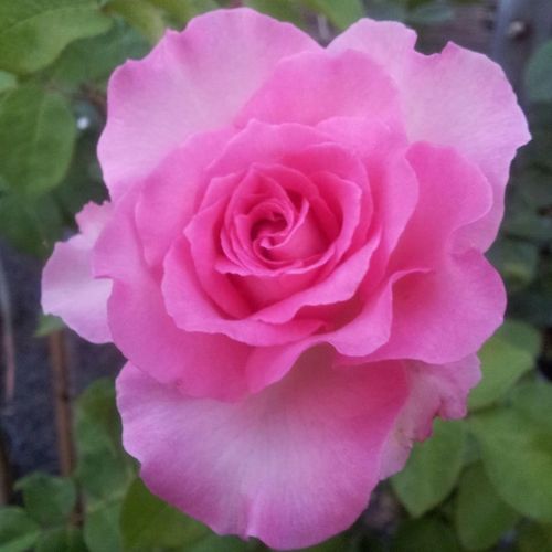 Rosa  Beverly® - różowy  - Róże pienne - z kwiatami hybrydowo herbacianymi - korona równomiernie ukształtowana
